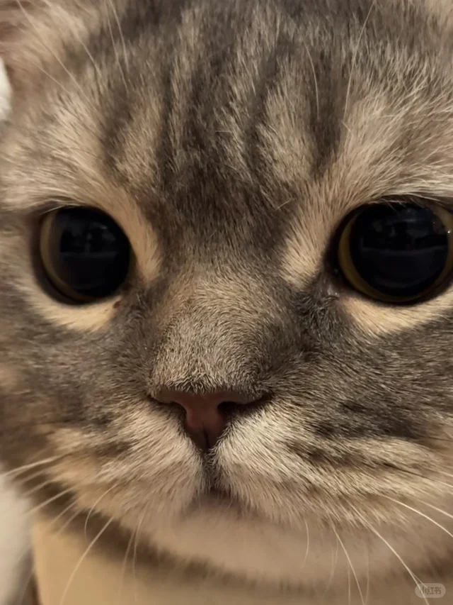 人，do you love 咪？