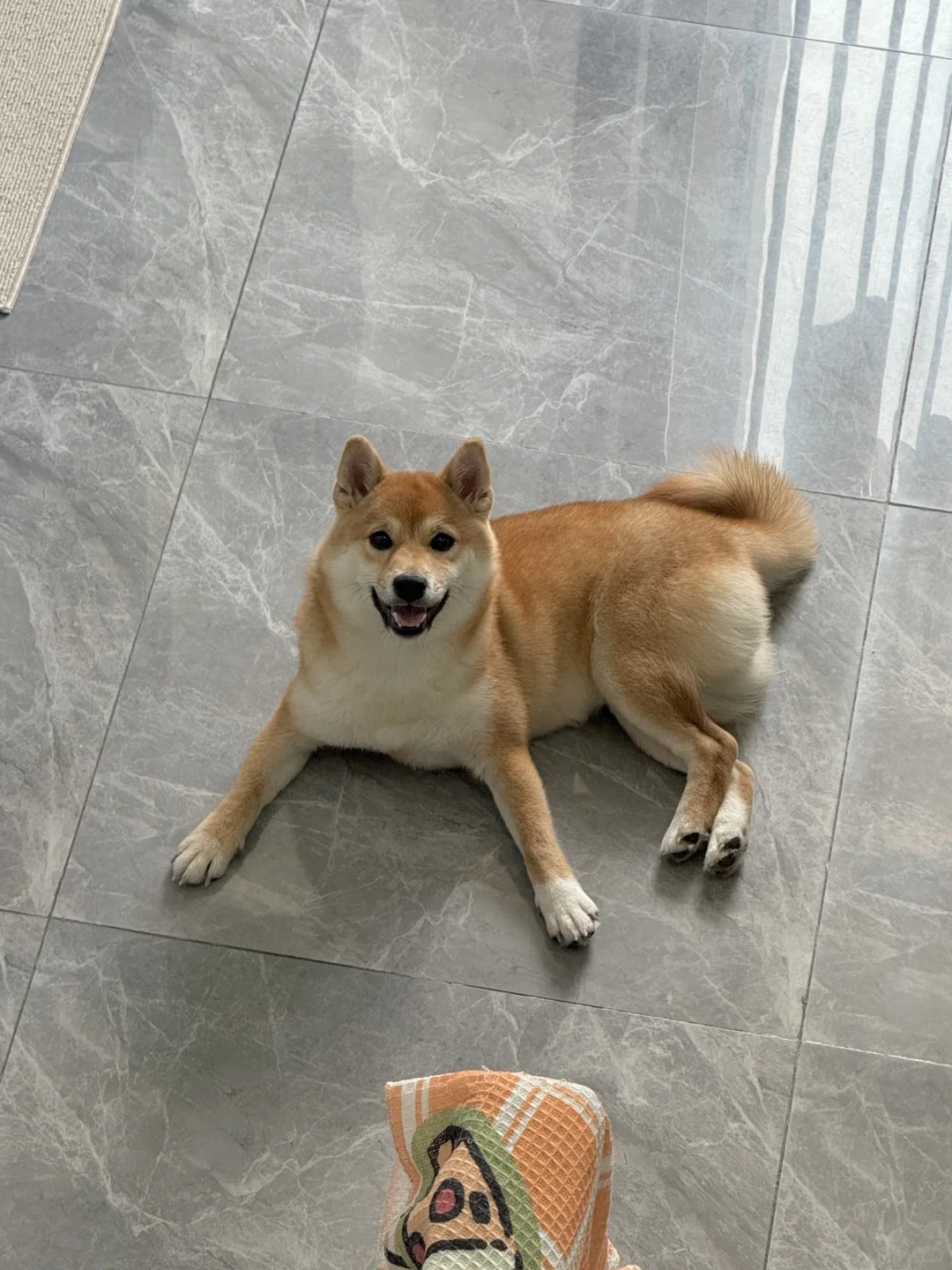 可爱可爱可爱小狗