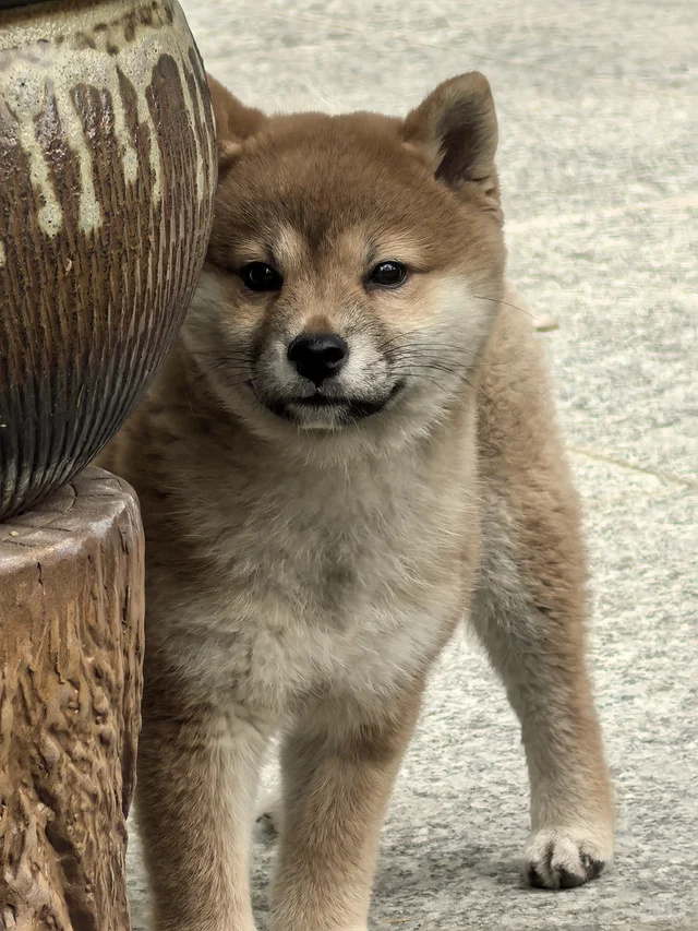 猪咪日记1 之三月照