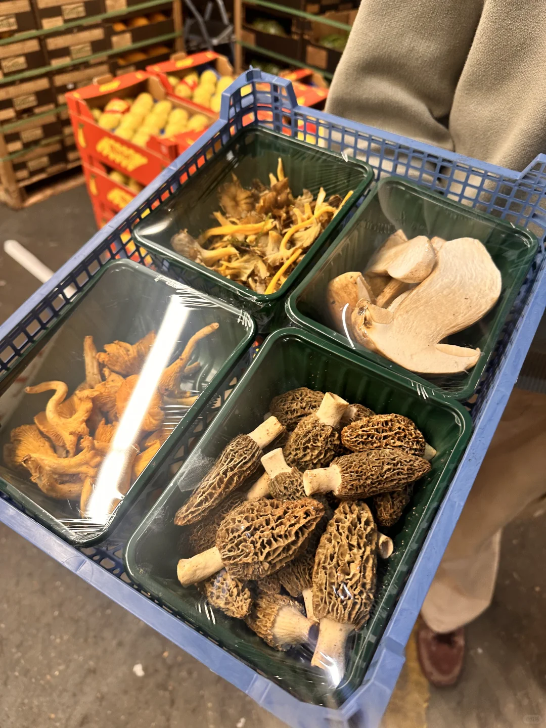 🇬🇧 20镑四拼菌子的快乐