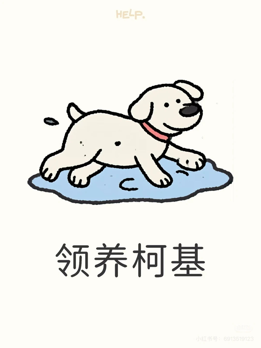 海口有没有柯基！！！