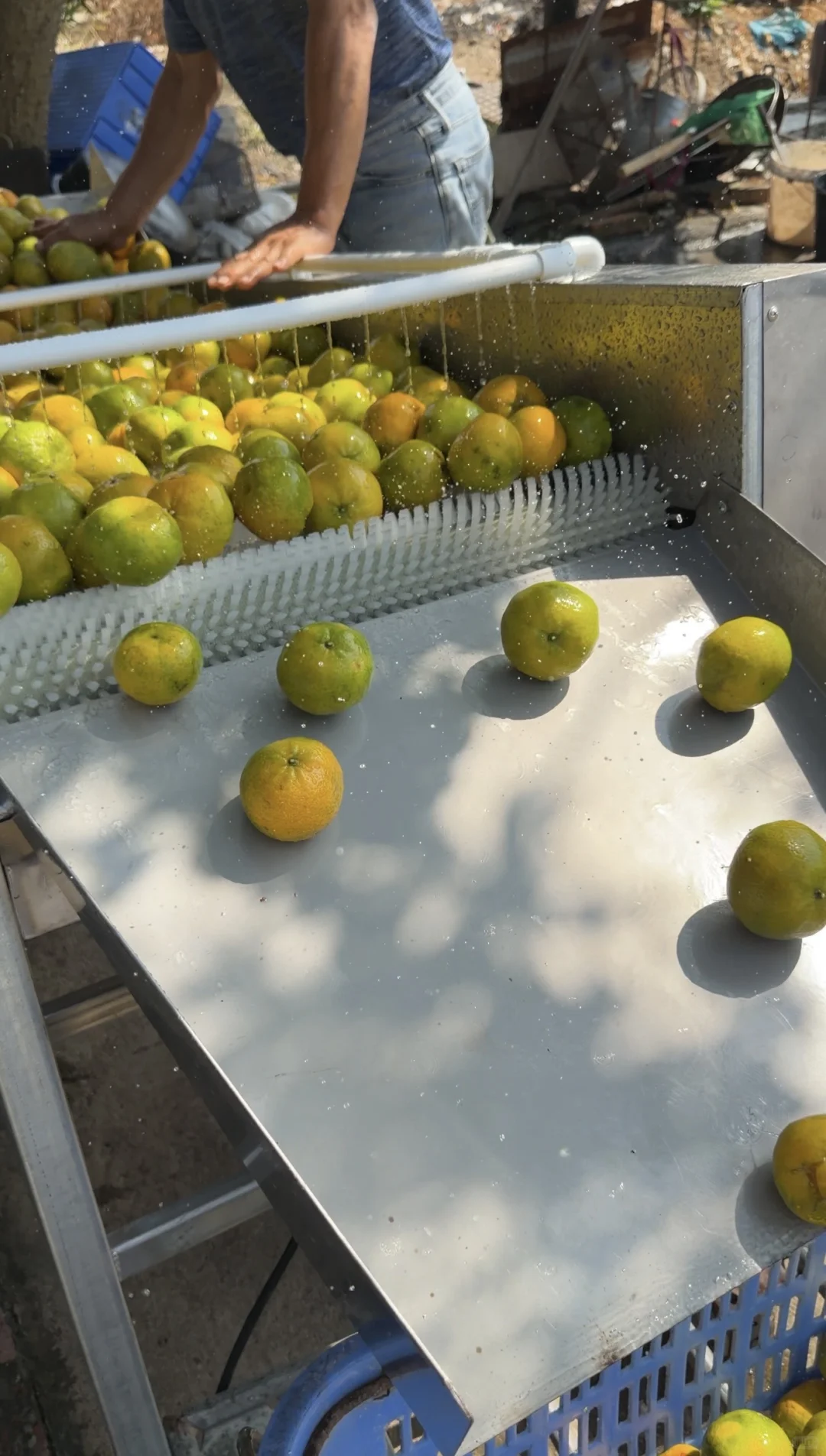 新会柑价格多少才算合理？