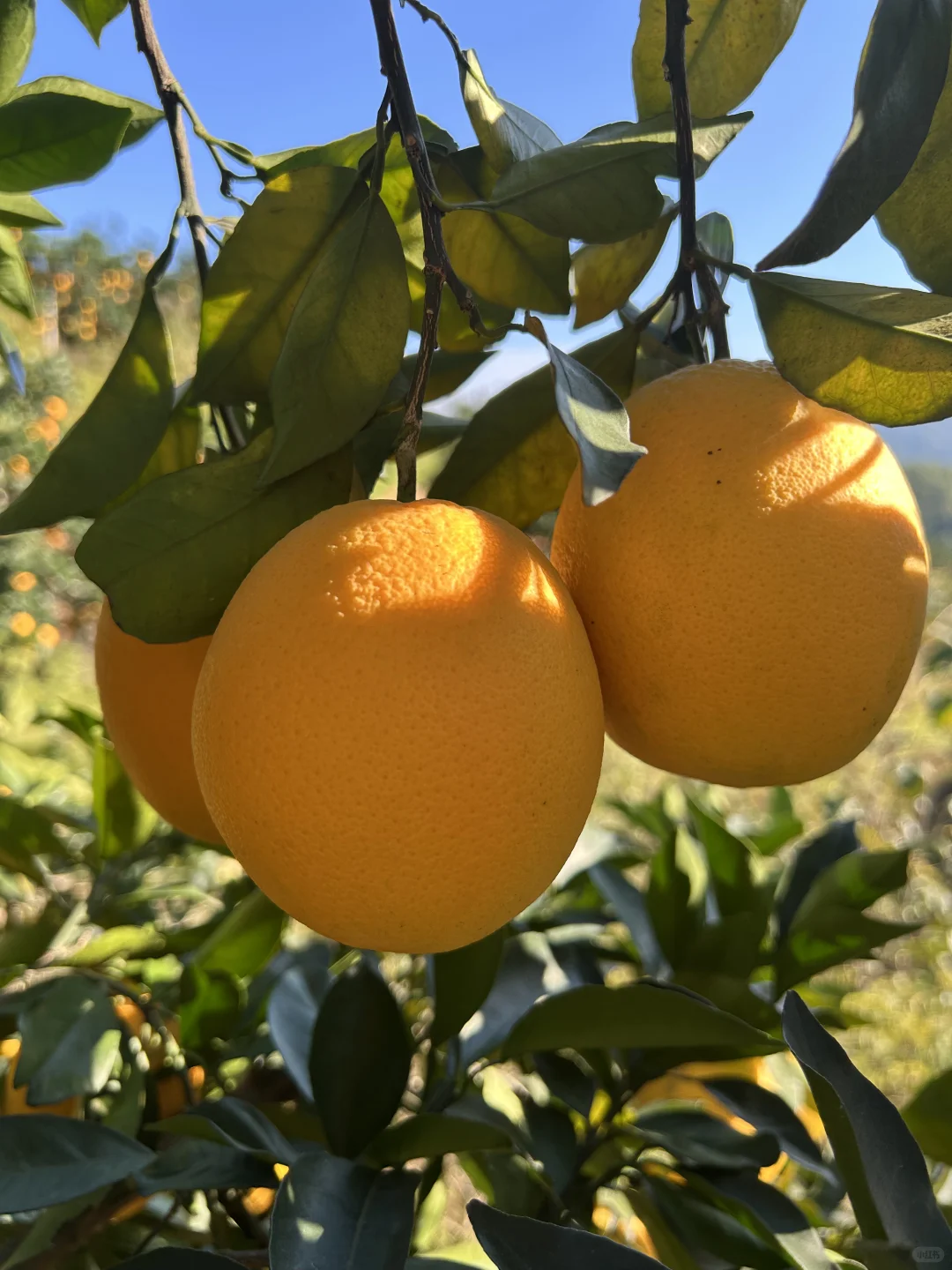 赣南脐橙合伙人价格🎫