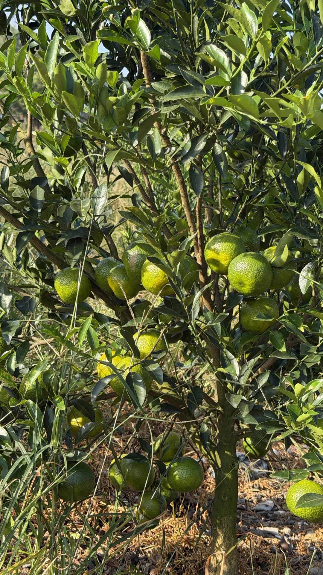 新会柑价格多少才算合理？