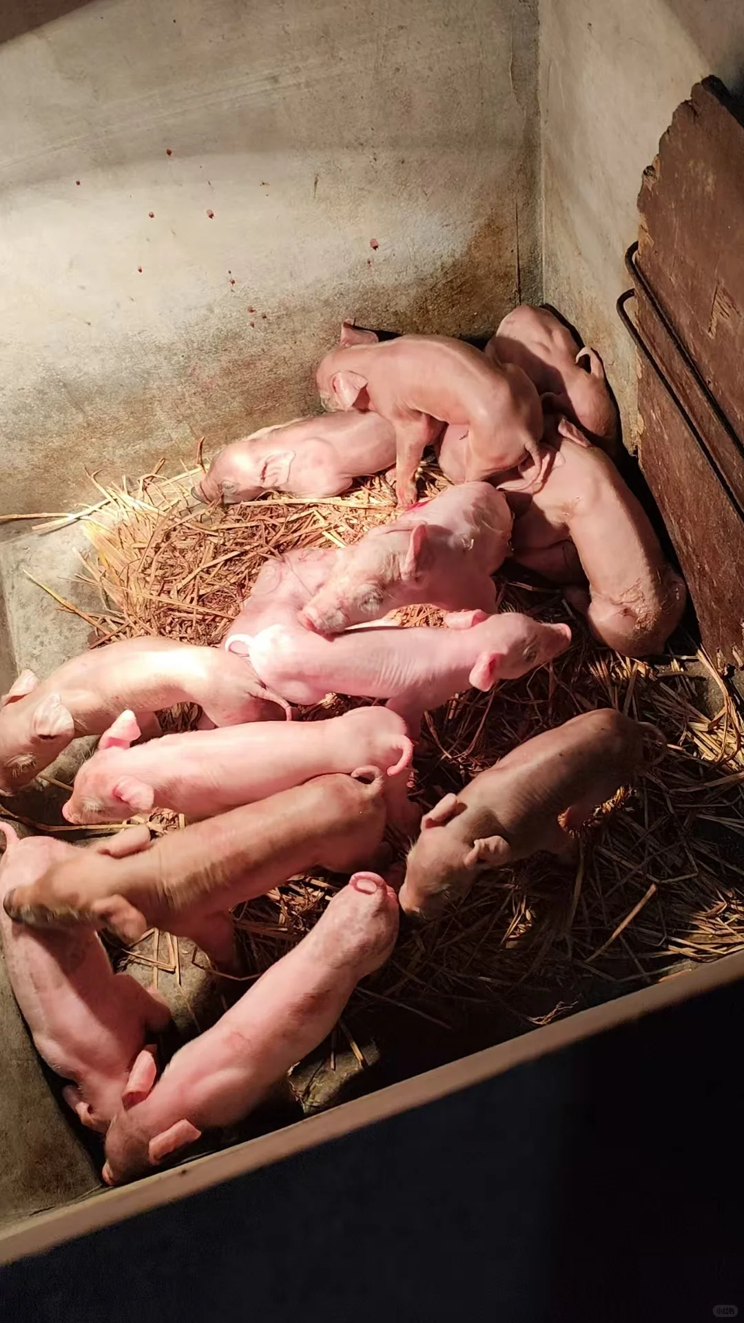 2025年11月22日全国各地生猪价格信息