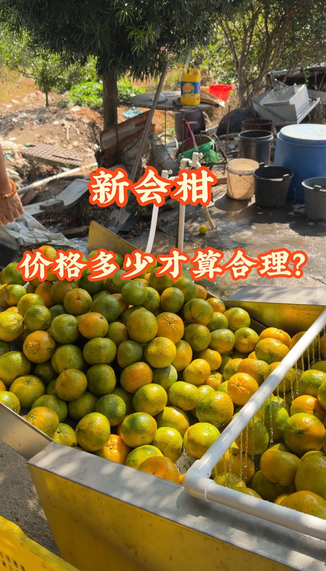 新会柑价格多少才算合理？