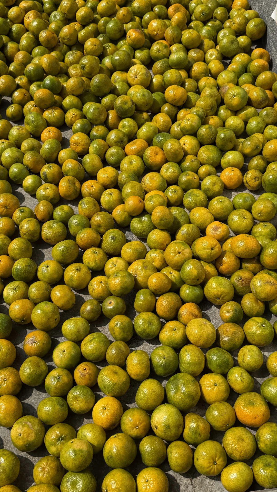 新会柑价格多少才算合理？