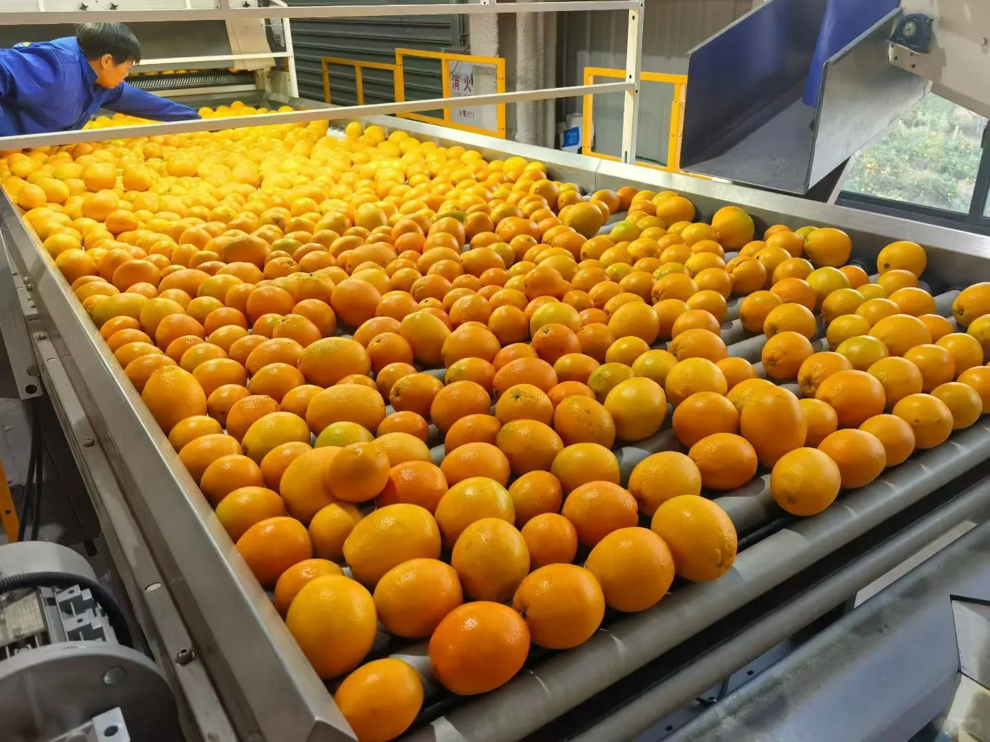 赣南脐橙合伙人价格🎫