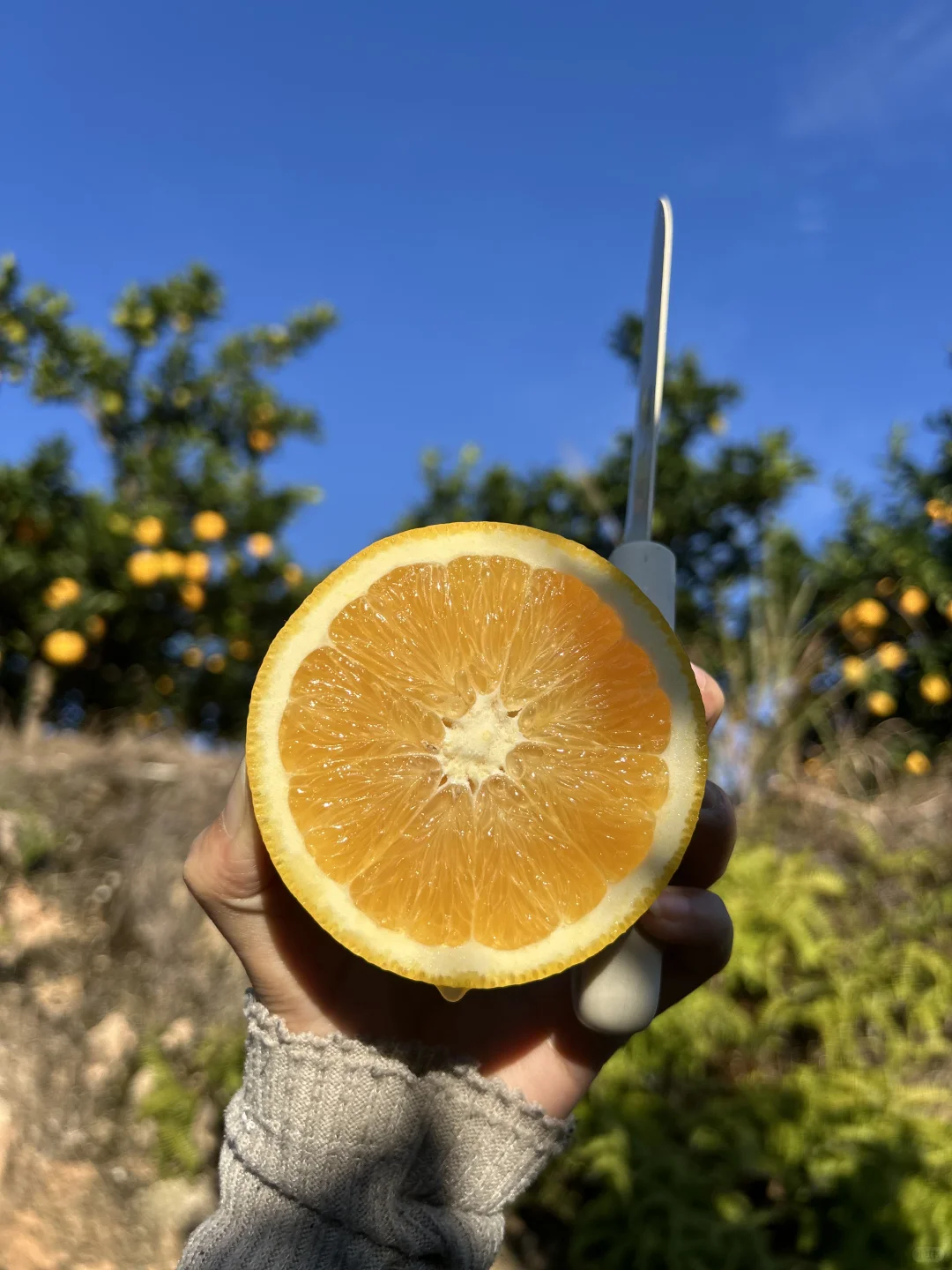 赣南脐橙合伙人价格🎫