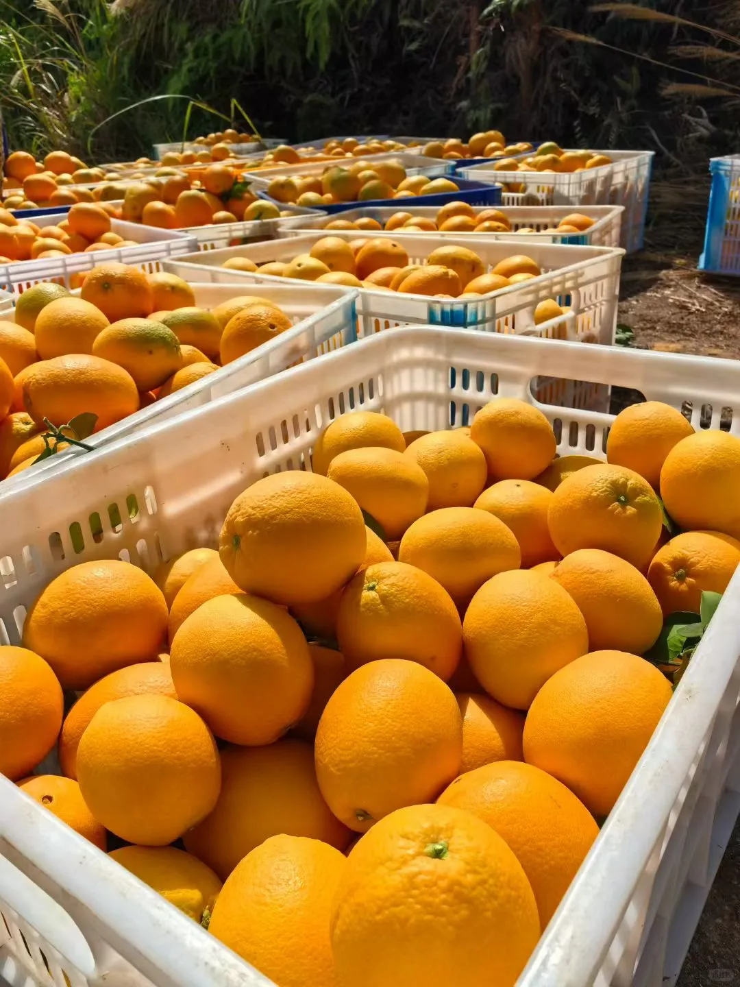 赣南脐橙合伙人价格🎫