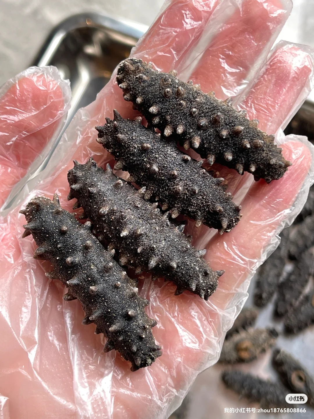 海参多少钱一斤？23年秋参价格表仅供参考