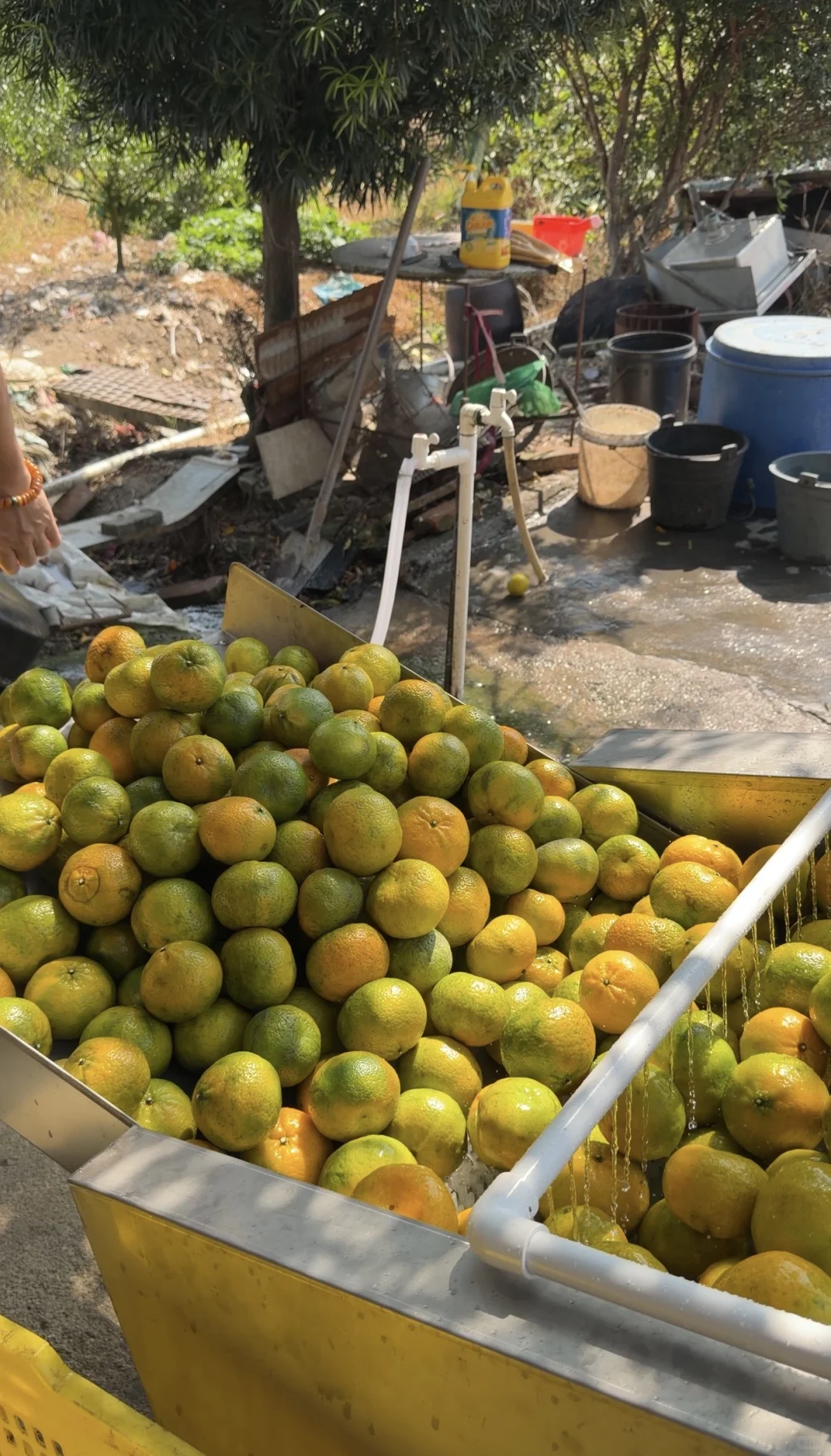 新会柑价格多少才算合理？