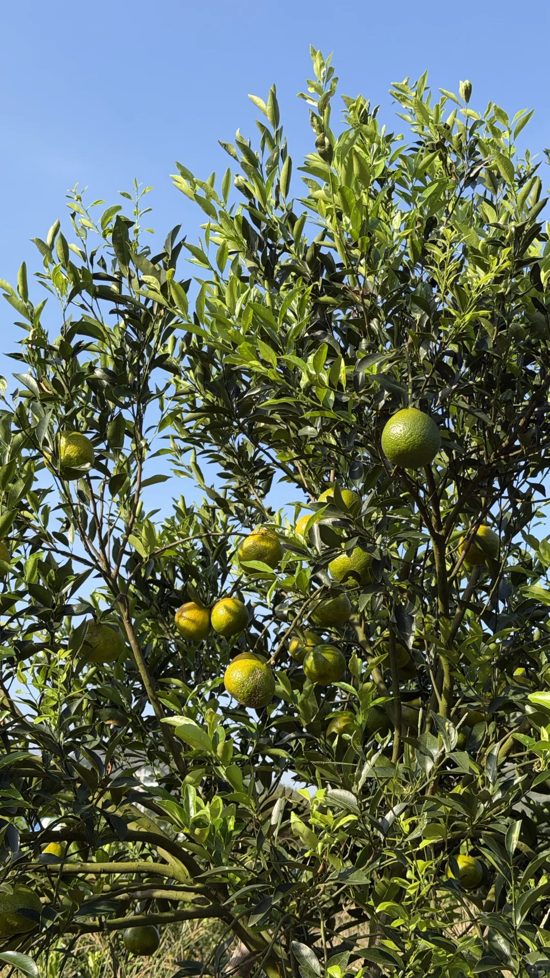 新会柑价格多少才算合理？