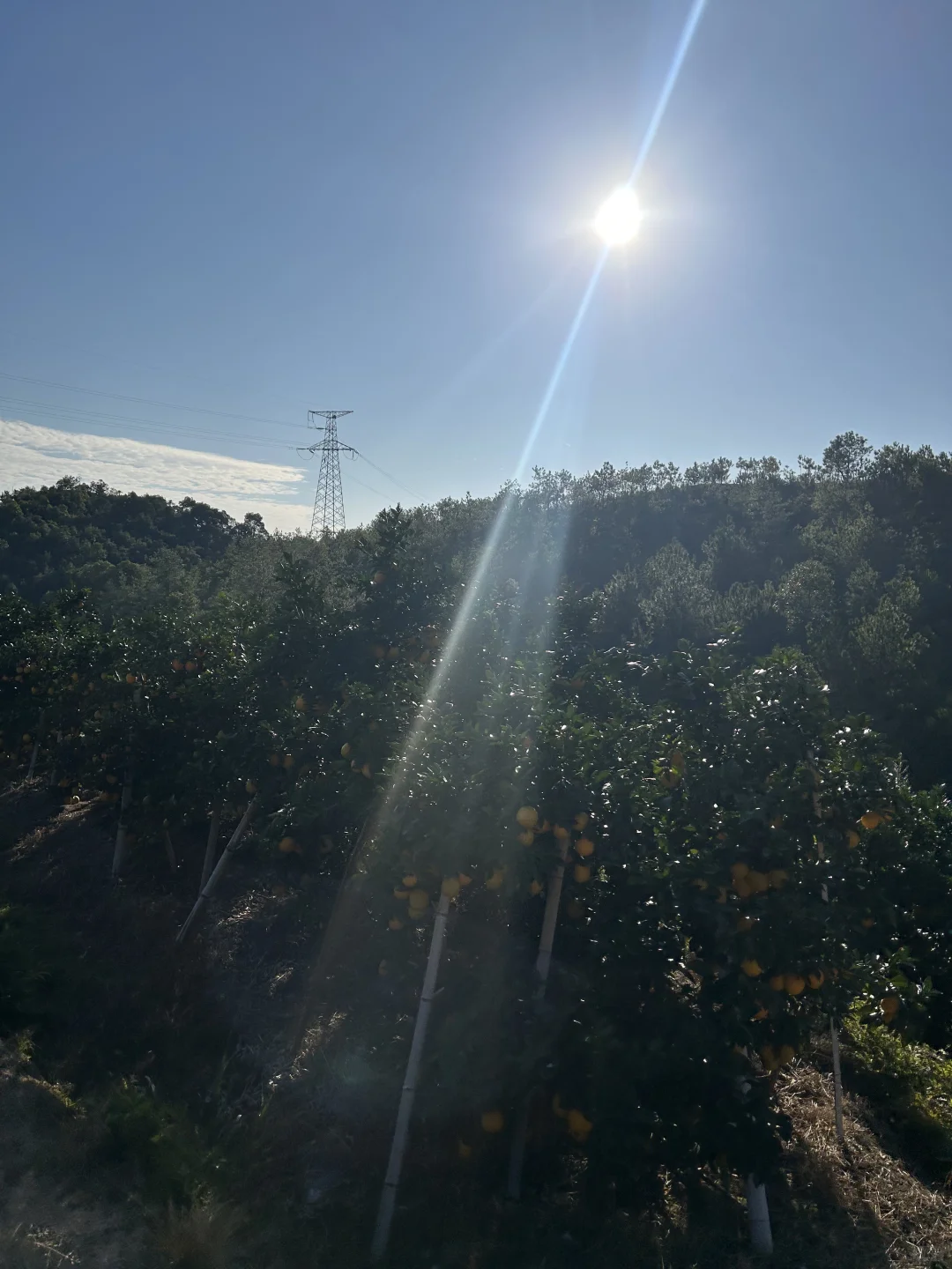 赣南脐橙合伙人价格🎫