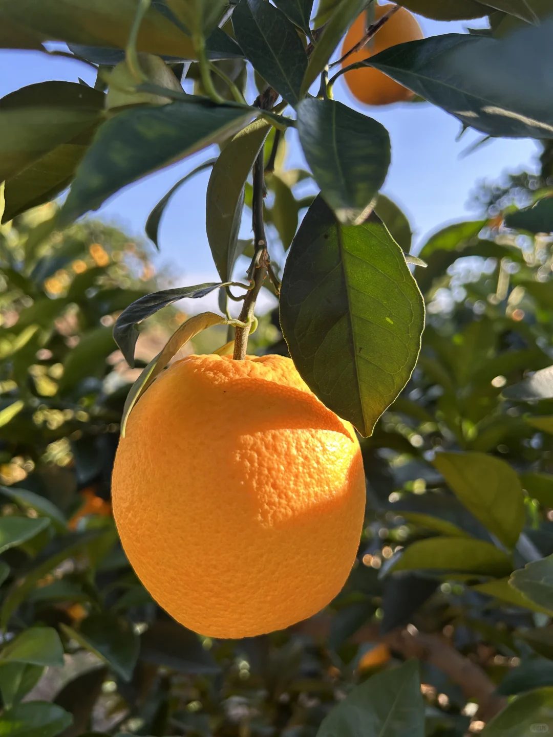 赣南脐橙合伙人价格🎫