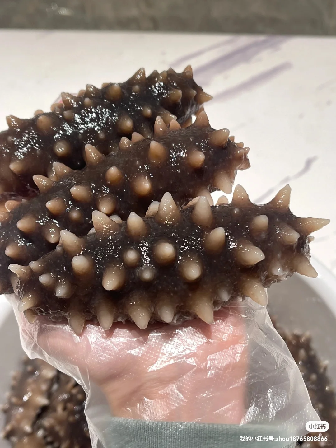 海参多少钱一斤？23年秋参价格表仅供参考