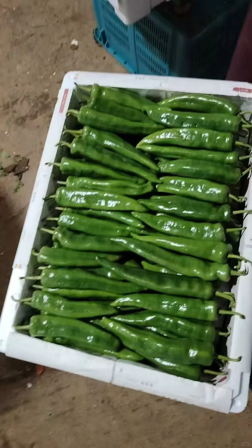 2025年12月7日穗虔优农蔬菜批发价格