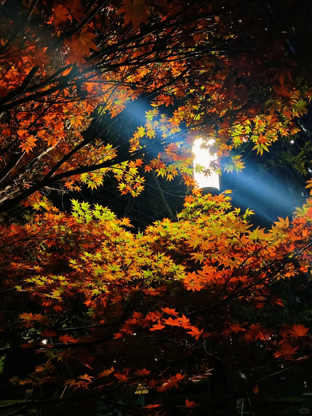 用上海十分之一的价格旅居云南昆明版纳