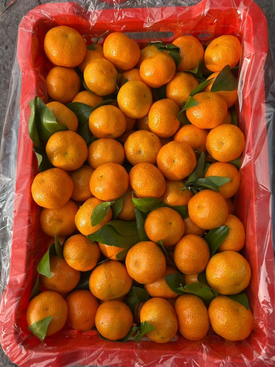 12月6日嘉兴水果市场价格表