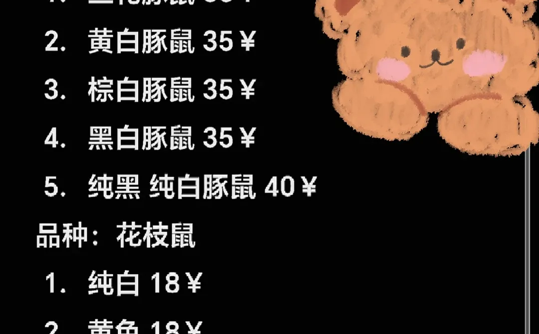 萌宠鼠价格表鼠鼠们快跑！