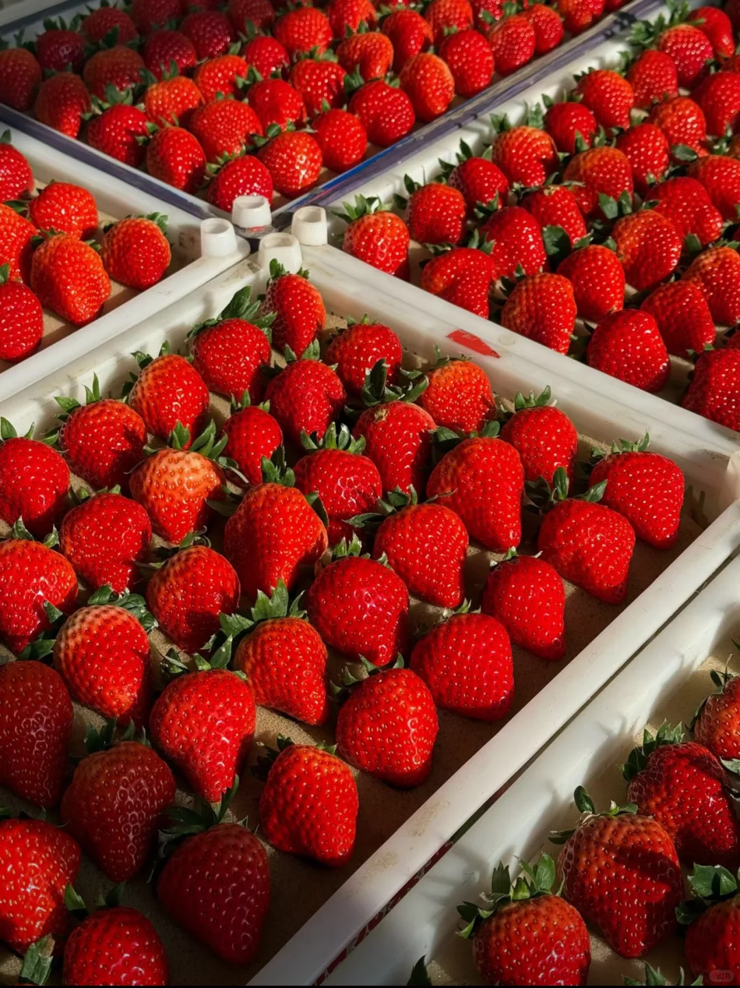 丹东草莓🍓100元2斤！闭眼入！宠粉价格！