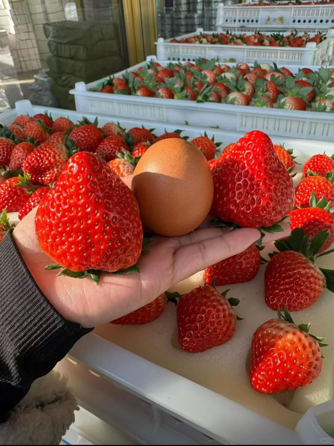 丹东草莓🍓100元2斤！闭眼入！宠粉价格！