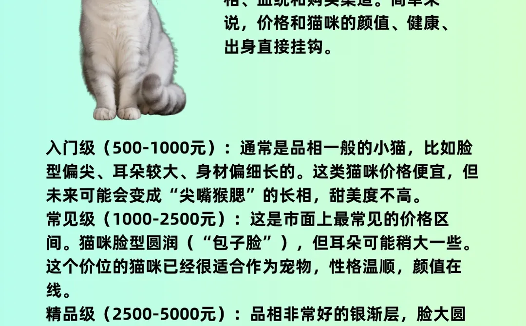 🔥猫咪品种价格指南，看你家猫买贵了没？