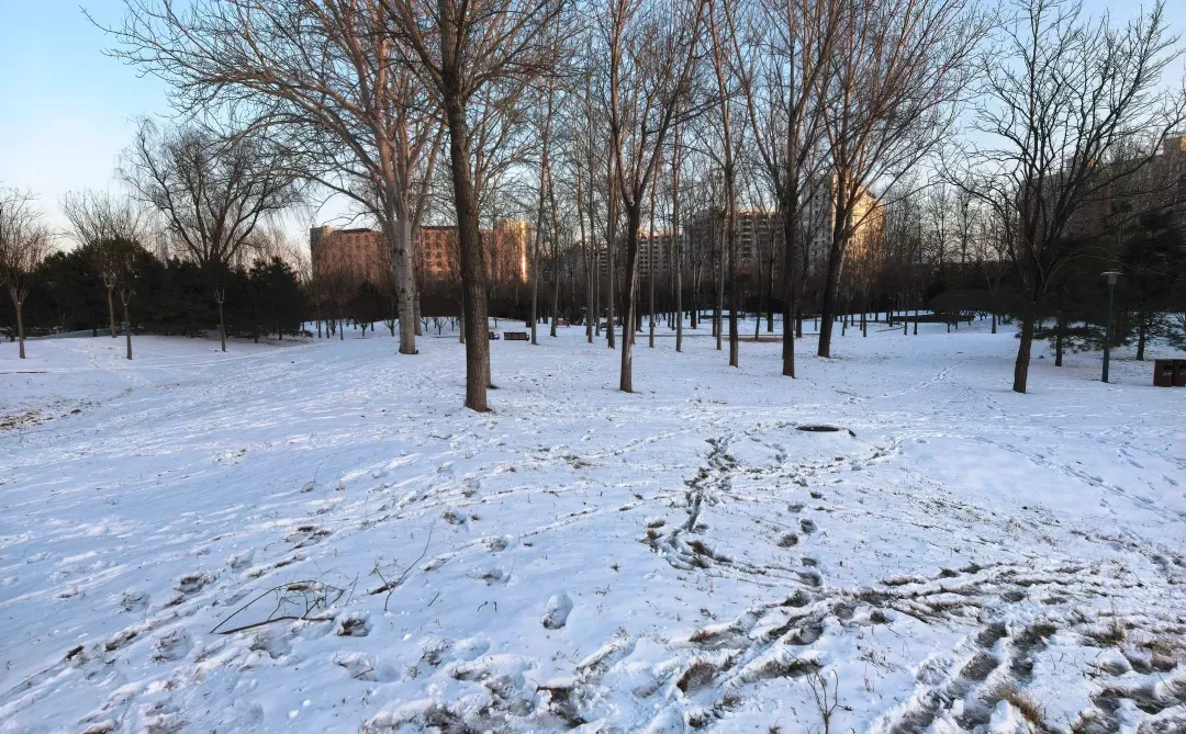 记录雪景🌨 褐石园 花园 下叠2000万+