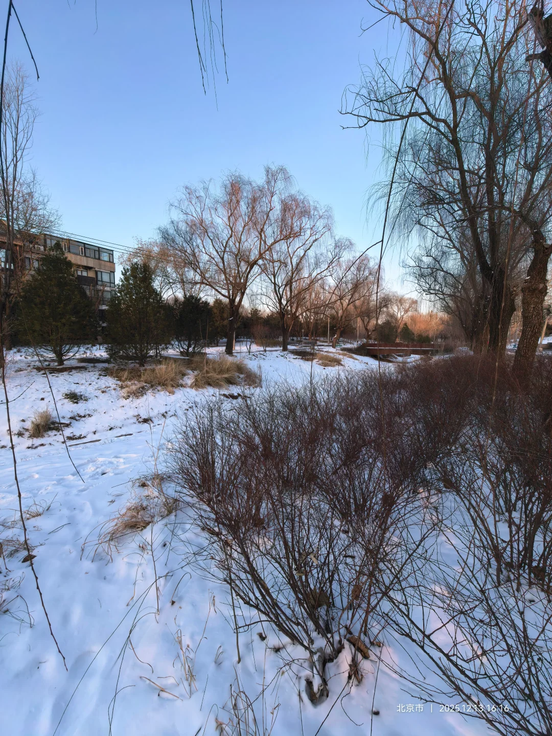 记录雪景🌨 褐石园 花园 下叠2000万+