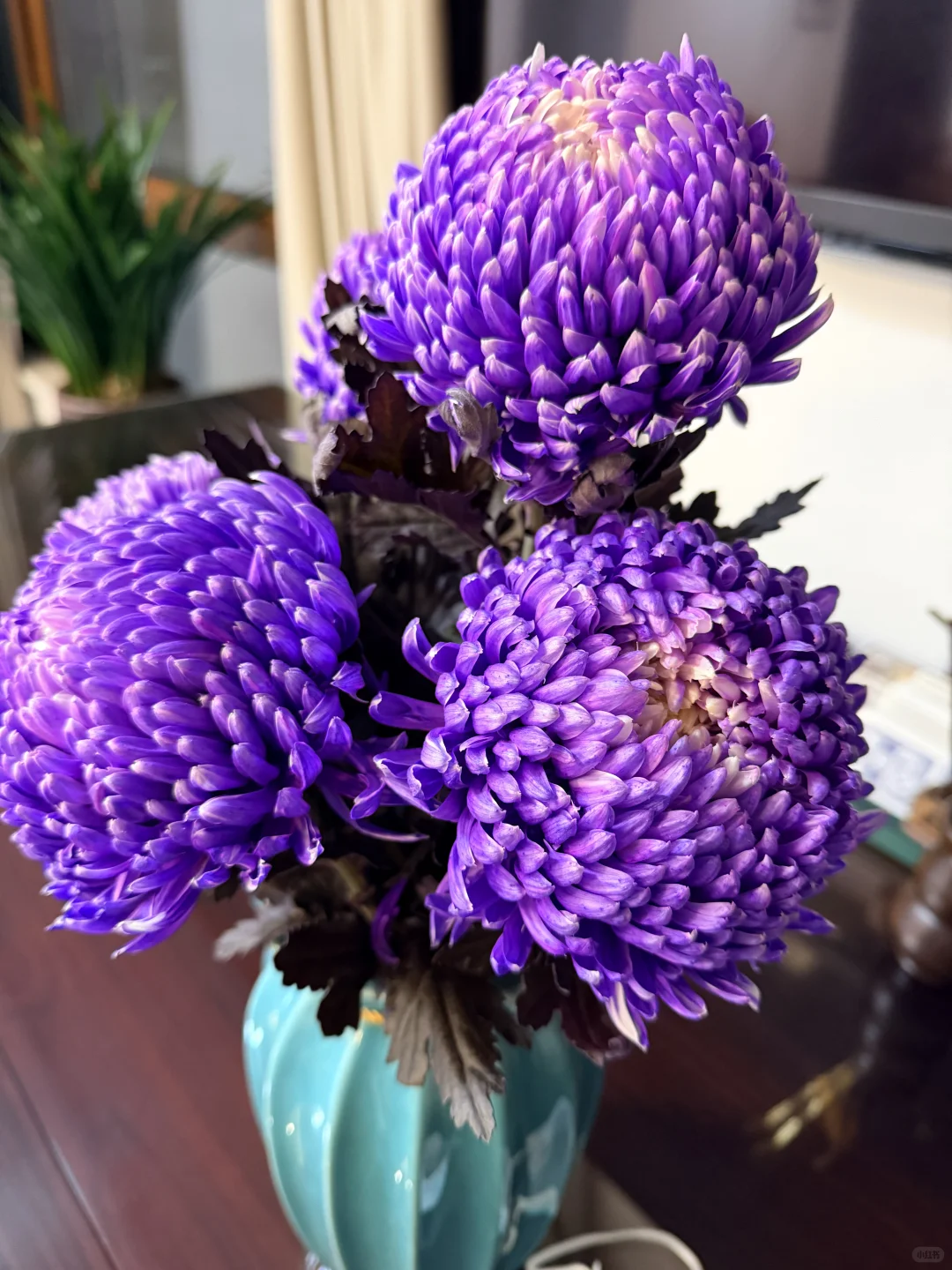 假期遇到初雪 当了两天幸福小孩