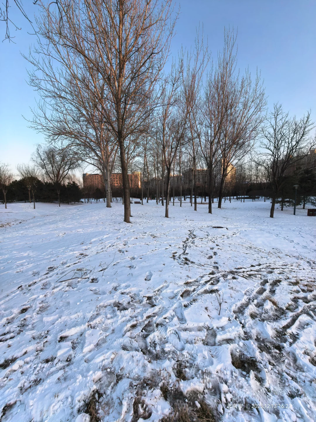 记录雪景🌨 褐石园 花园 下叠2000万+