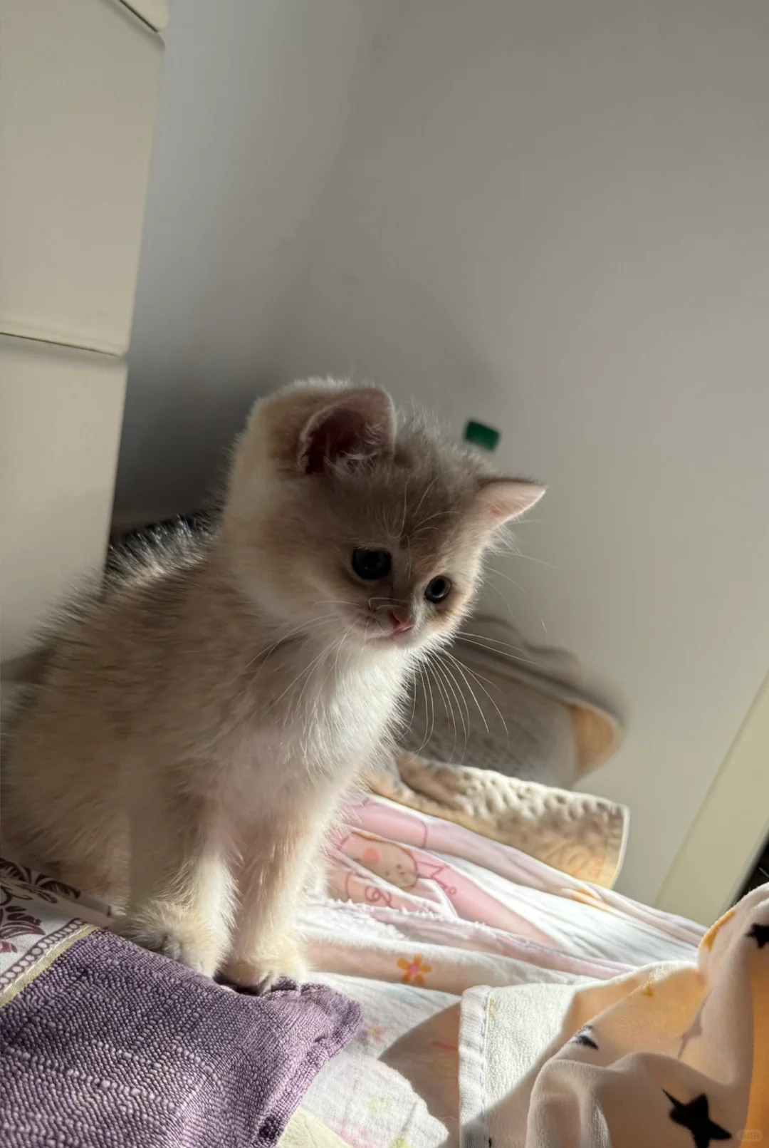 8张买的蓝金渐层好贵啊…