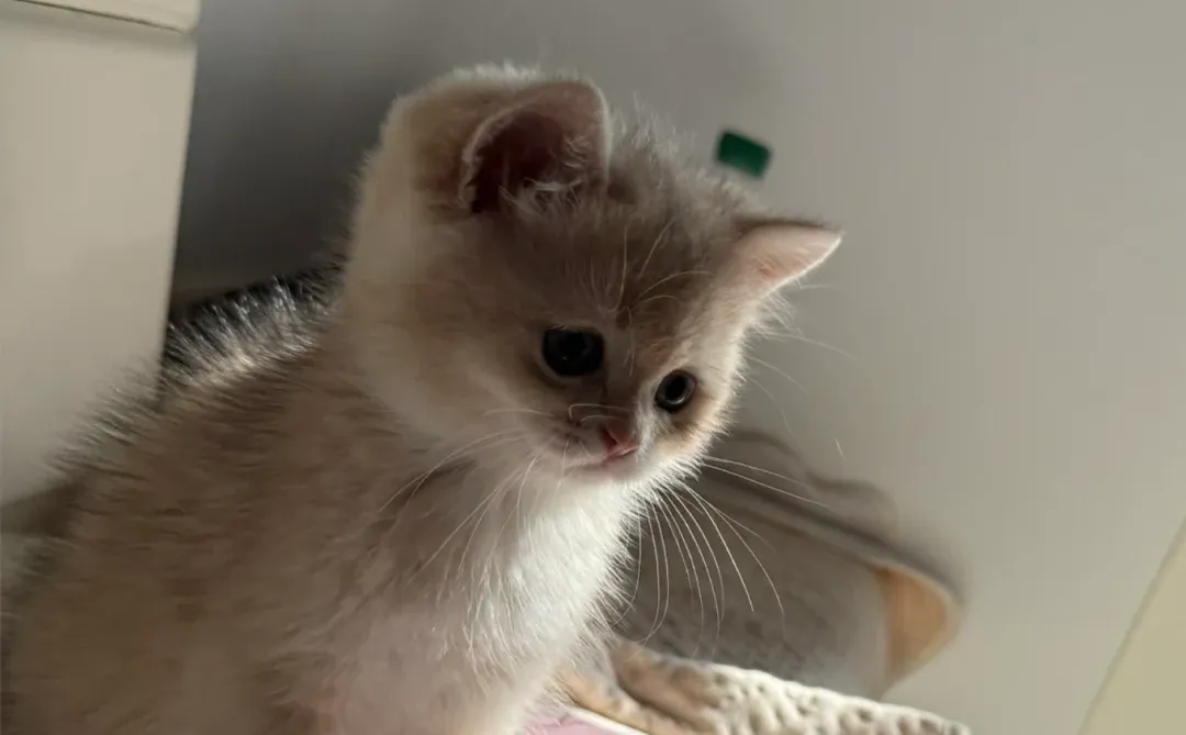 8张买的蓝金渐层好贵啊…