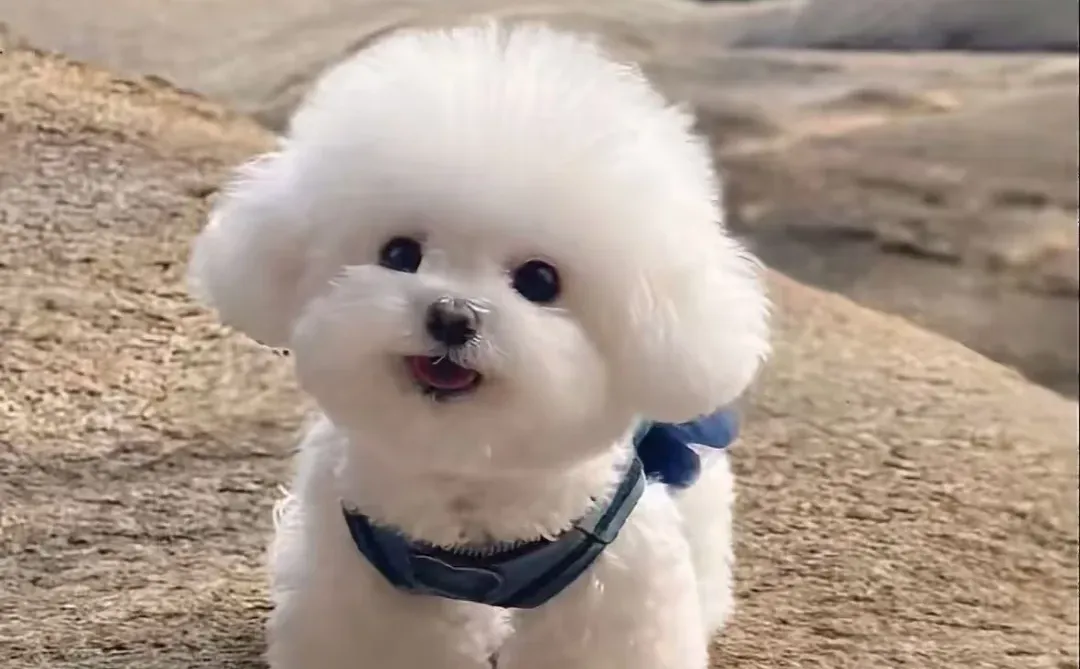 好想买一只可爱的比熊，现在行情多少啊