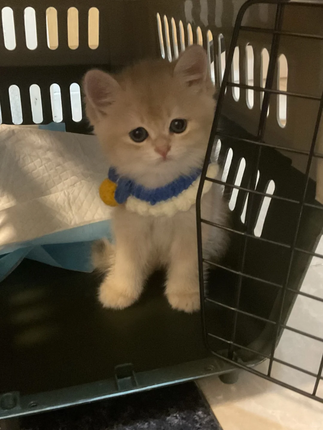 8张买的蓝金渐层好贵啊…