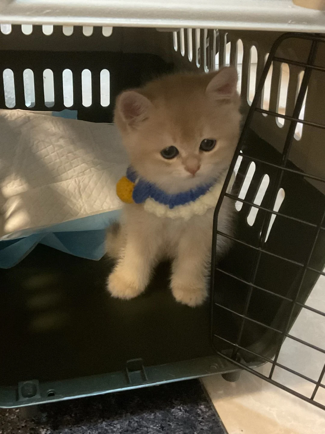 8张买的蓝金渐层好贵啊…