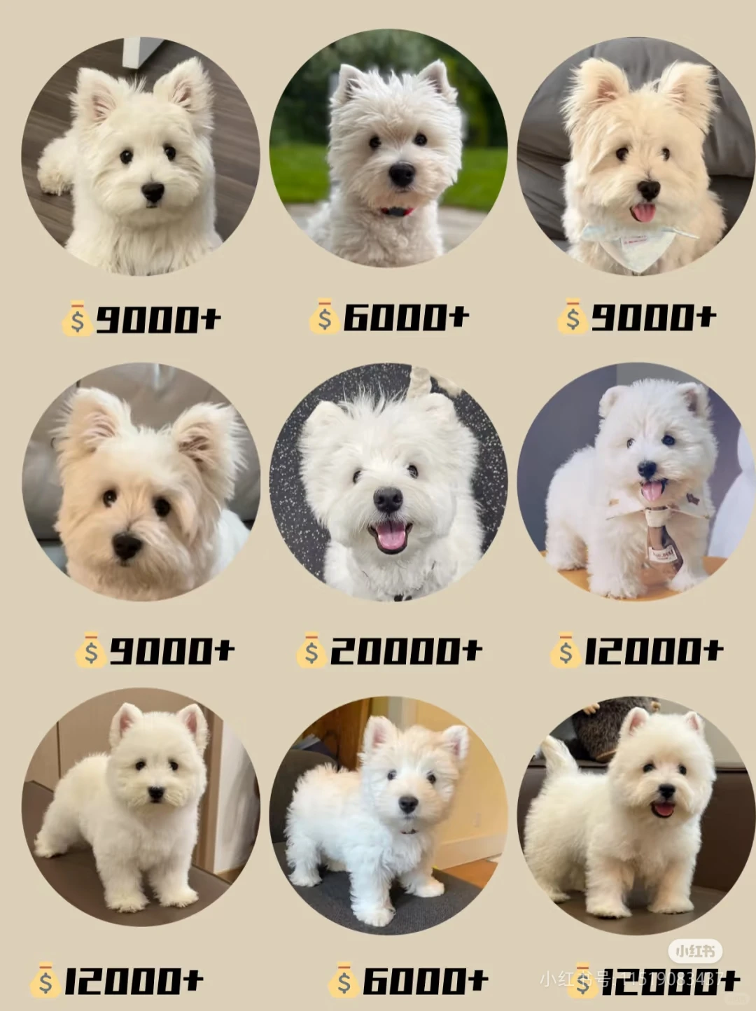 2025年西高地多少钱一只|西高地价格攻略❗