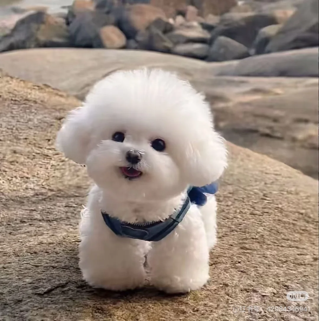 好想买一只可爱的比熊，现在行情多少啊