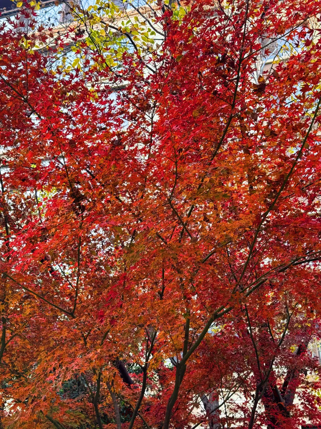 人麻了，苏州湖东豪宅，这价格又破天荒了
