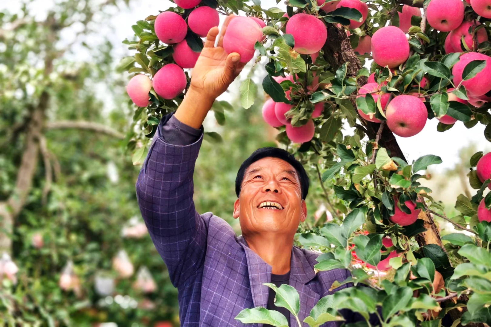 农业将取代房地产,你信吗?