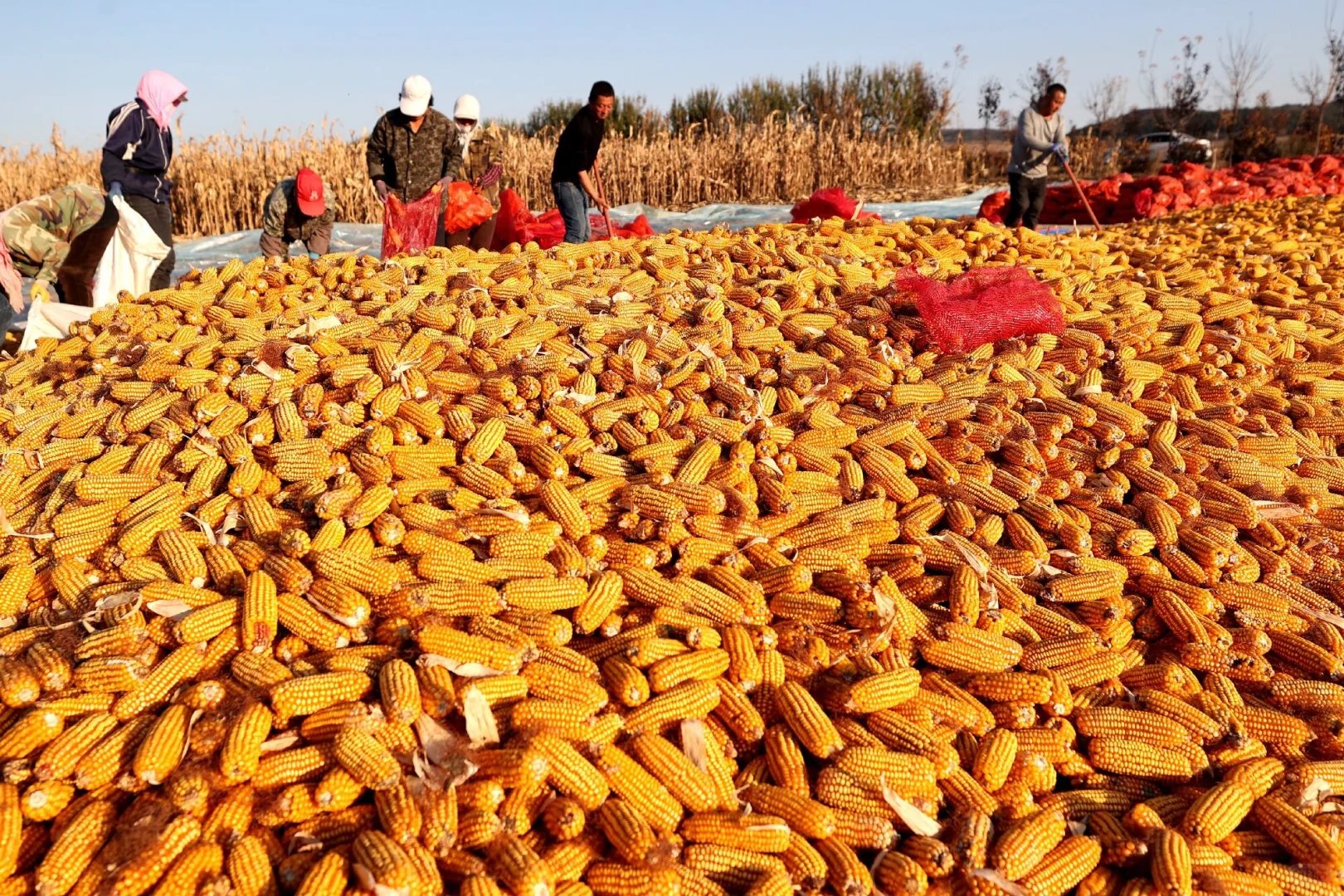 农业将取代房地产,你信吗?