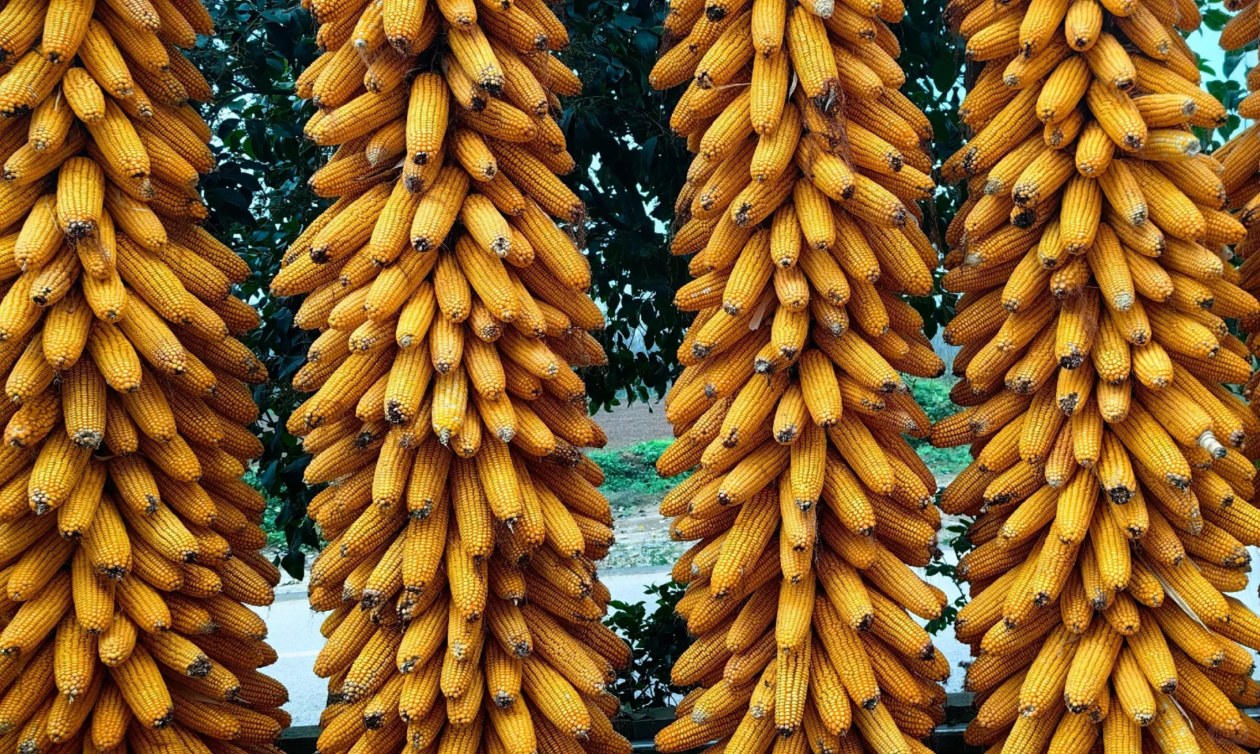 农业将取代房地产,你信吗?