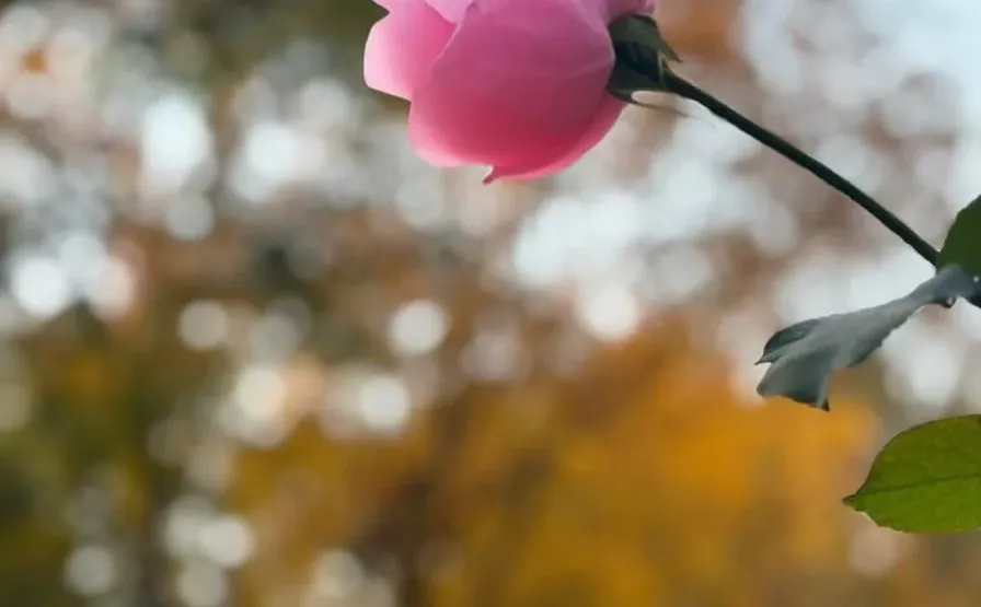 用对时间颗粒，我很会赚“米”