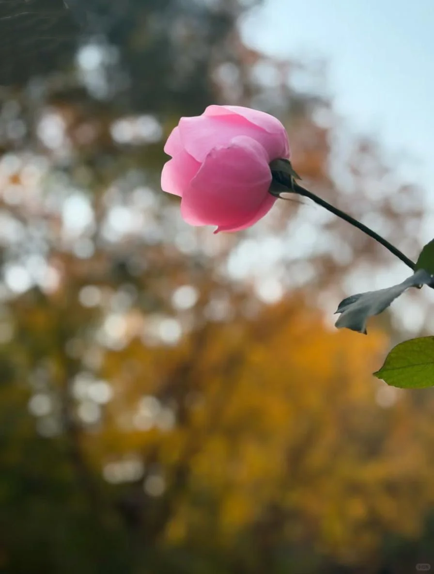 用对时间颗粒，我很会赚“米”