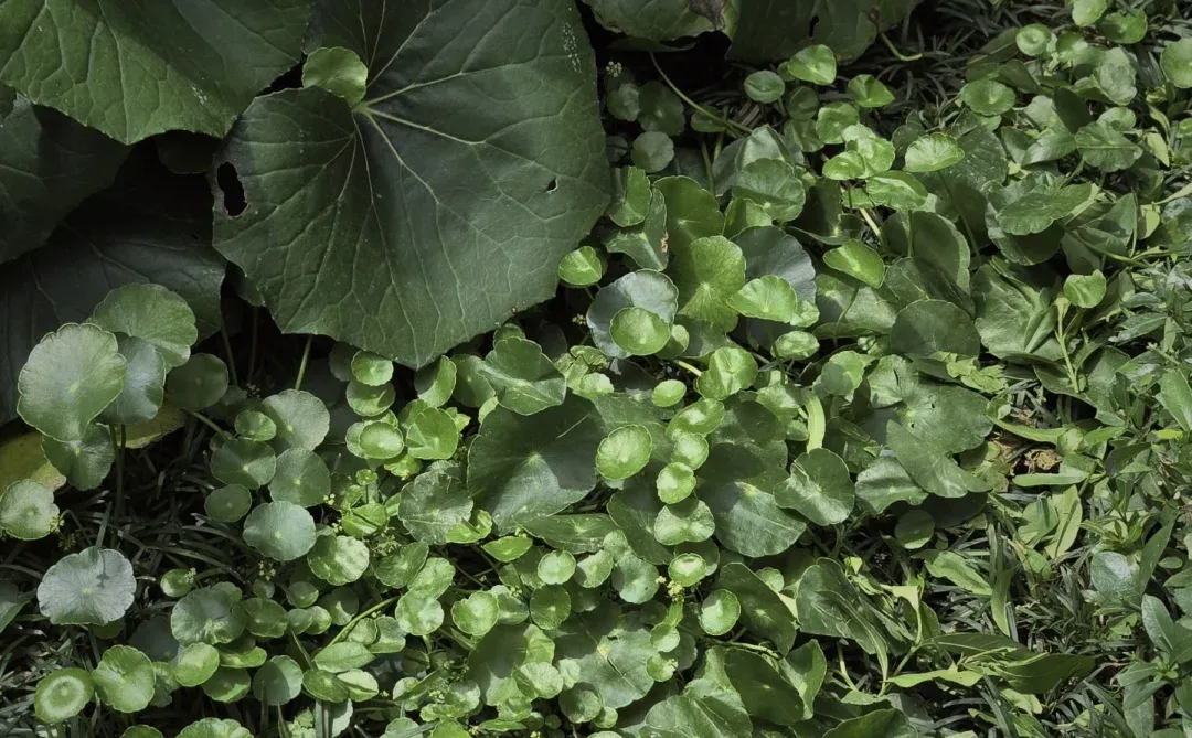 玩一次低成本低维护花境