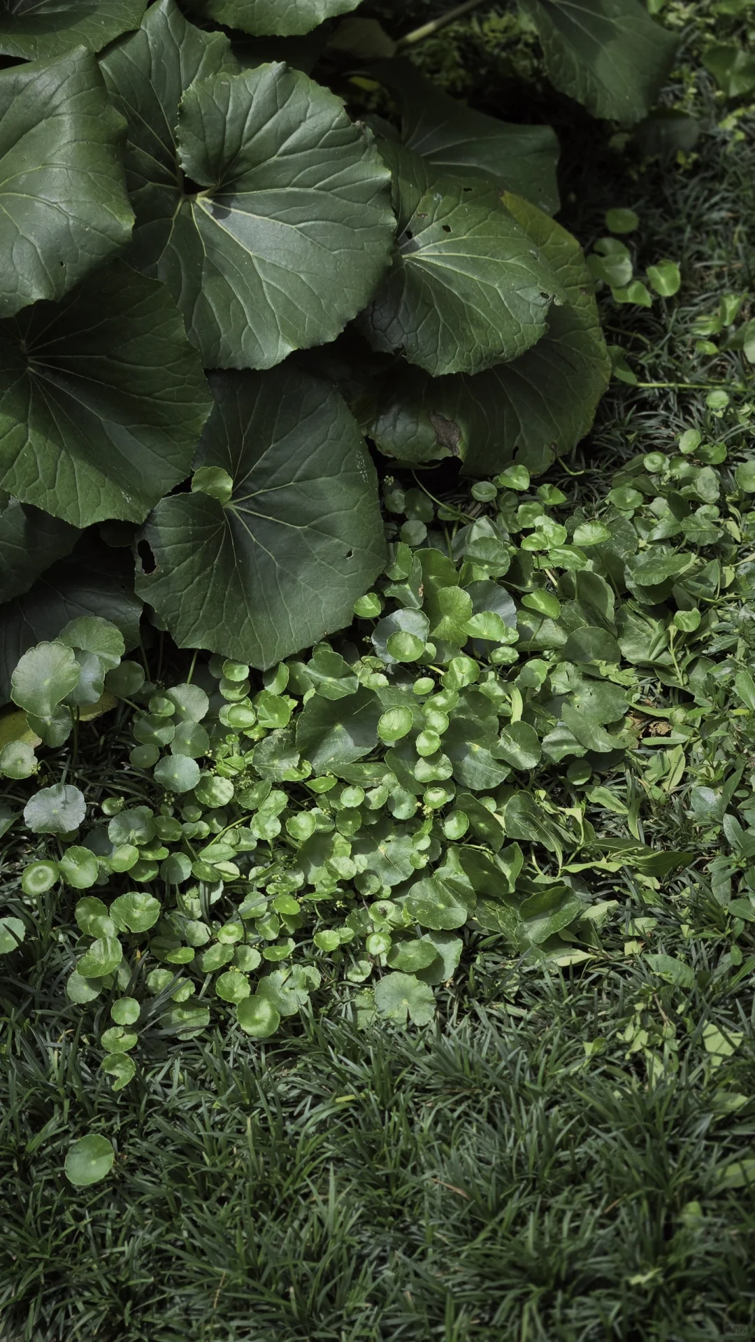 玩一次低成本低维护花境