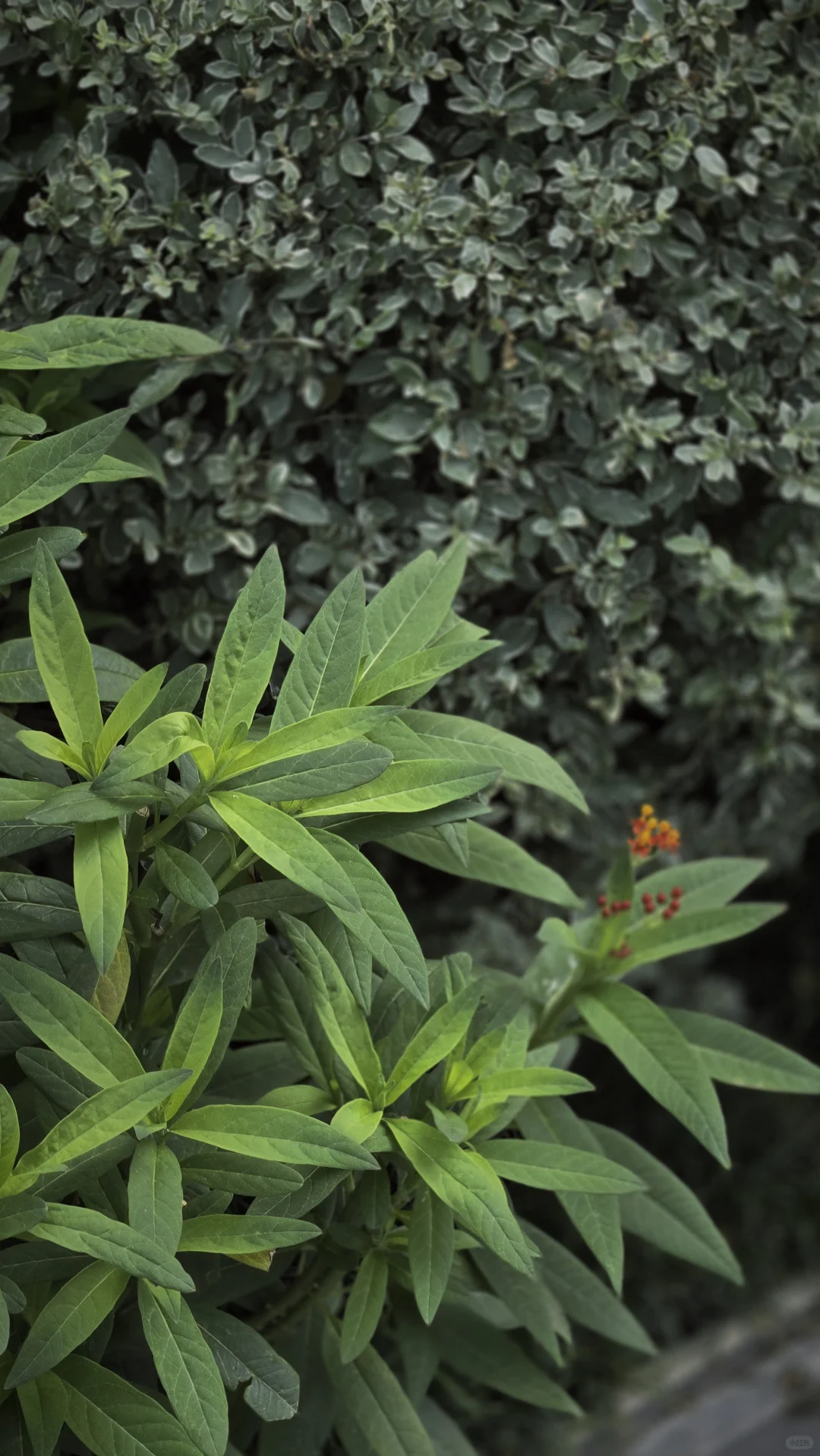 玩一次低成本低维护花境