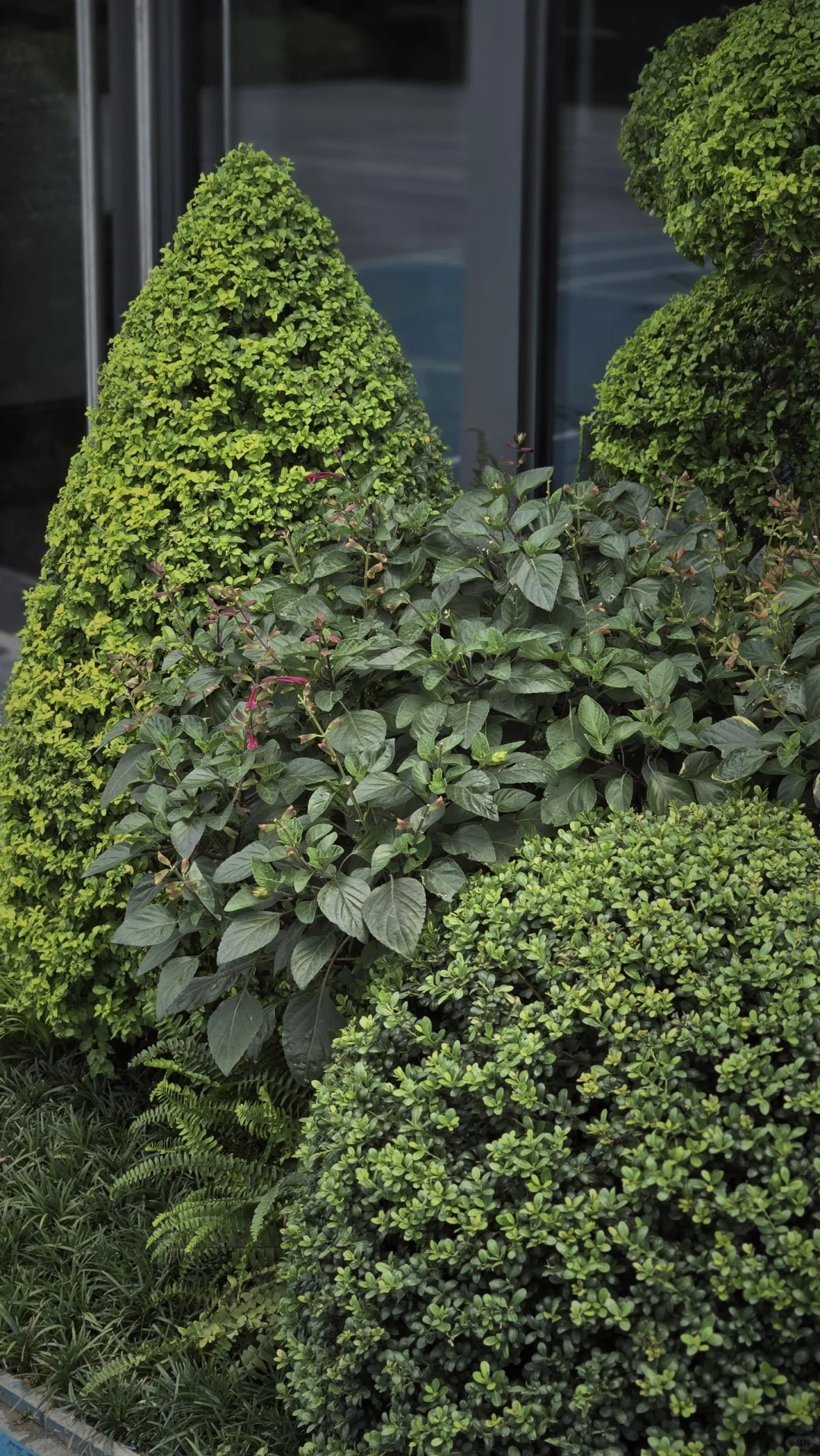 玩一次低成本低维护花境