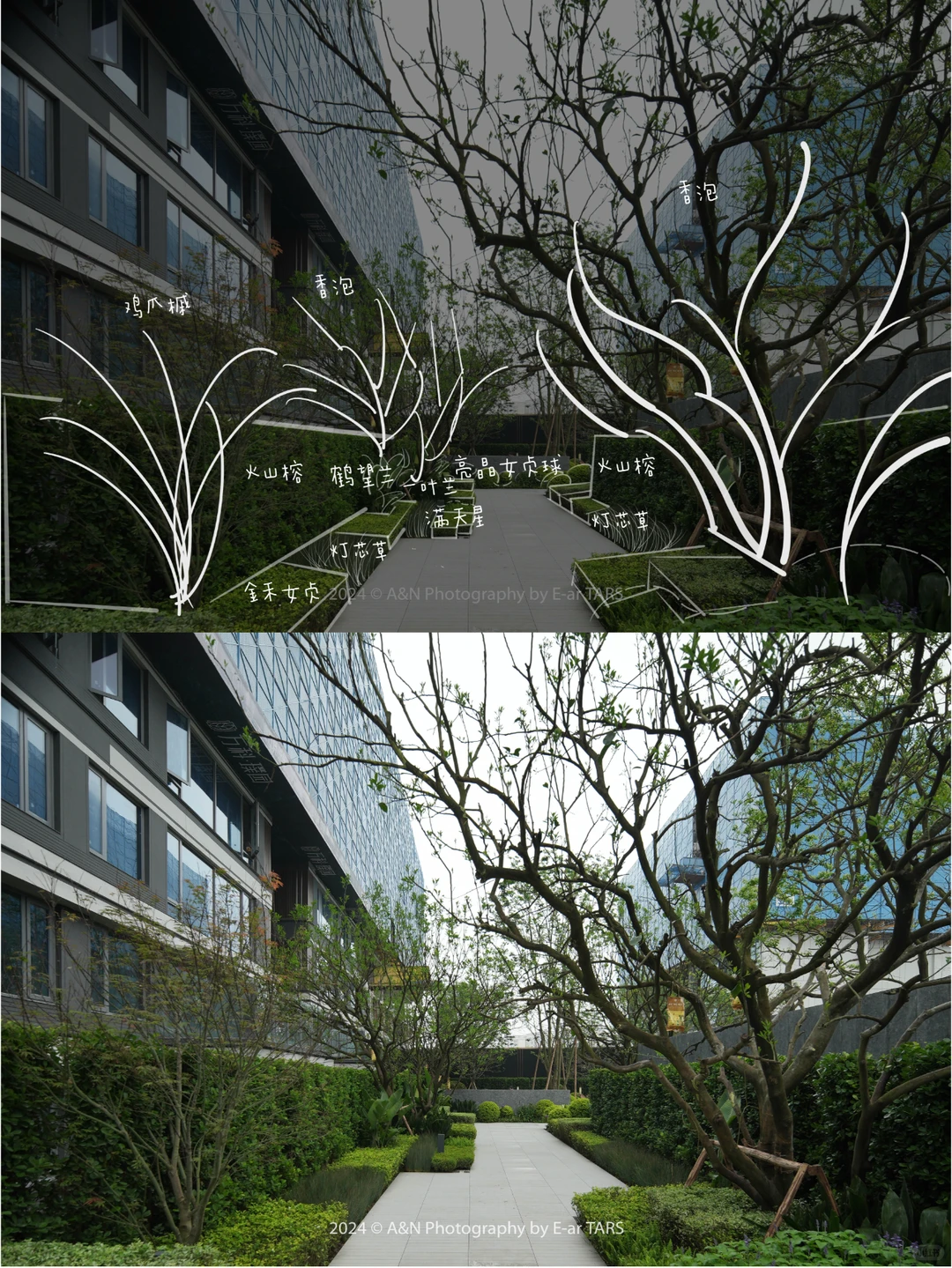 重庆璞玉 | 如何利用植物设计营造空间氛围