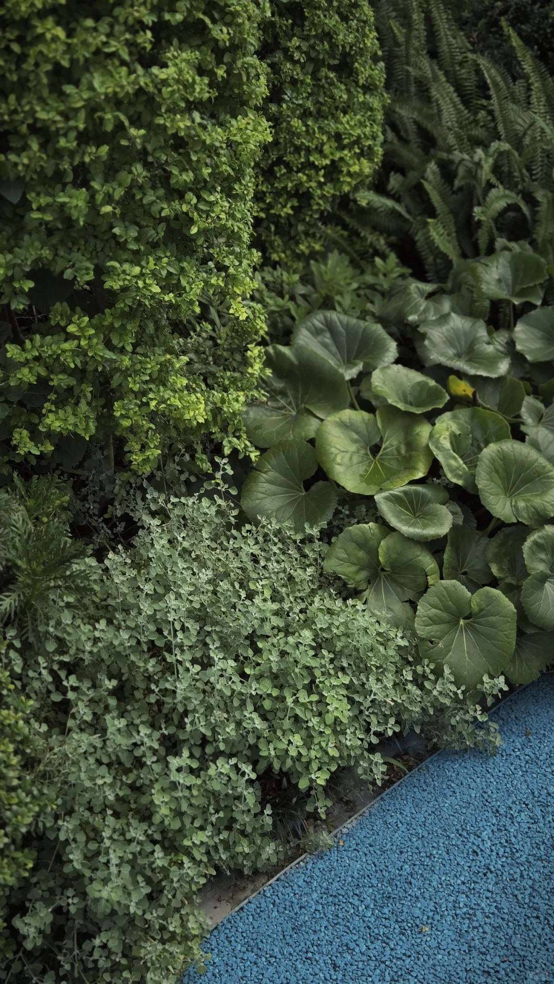 玩一次低成本低维护花境